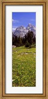 Glacier lilies on a field, North Folk Cascade Canyon, Grand Teton National Park, Wyoming, USA Fine Art Print