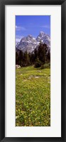 Glacier lilies on a field, North Folk Cascade Canyon, Grand Teton National Park, Wyoming, USA Fine Art Print