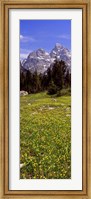 Glacier lilies on a field, North Folk Cascade Canyon, Grand Teton National Park, Wyoming, USA Fine Art Print