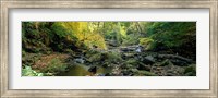 Stream Flowing Through Forest, Eller Beck, England, United Kingdom Fine Art Print