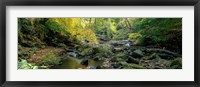 Stream Flowing Through Forest, Eller Beck, England, United Kingdom Fine Art Print