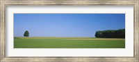 Tree in a field, Germany Fine Art Print