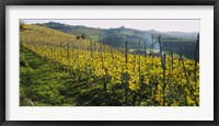 Panoramic view of vineyards, Peidmont, Italy Fine Art Print