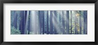 Sunlight passing through trees in the forest, South Bohemia, Czech Republic Fine Art Print
