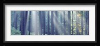 Sunlight passing through trees in the forest, South Bohemia, Czech Republic Fine Art Print