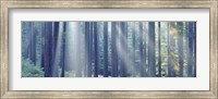 Sunlight passing through trees in the forest, South Bohemia, Czech Republic Fine Art Print