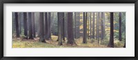 Trees in the forest, South Bohemia, Czech Republic Fine Art Print