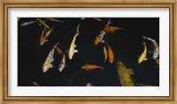Close-up of a school of fish in an aquarium, Japanese Koi Fish, Capitol Aquarium, Sacramento, California, USA Fine Art Print