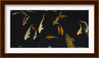 Close-up of a school of fish in an aquarium, Japanese Koi Fish, Capitol Aquarium, Sacramento, California, USA Fine Art Print