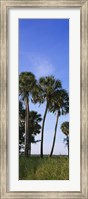 Palm trees on a landscape, Myakka River State Park, Sarasota, Florida, USA Fine Art Print