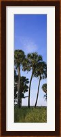Palm trees on a landscape, Myakka River State Park, Sarasota, Florida, USA Fine Art Print