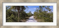 Dirt road passing through a forest, Indigo Trail, J.N. Ding Darling National Wildlife Refuge, Sanibel Island, Florida, USA Fine Art Print