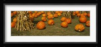 Corn plants with pumpkins in a field, South Dakota, USA Fine Art Print