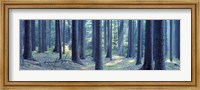 Trees in a forest, South Bohemia, Czech Republic Fine Art Print
