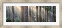 Sunlight shining through trees in a forest, South Bohemia, Czech Republic Fine Art Print