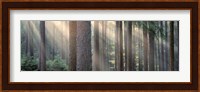 Sunlight shining through trees in a forest, South Bohemia, Czech Republic Fine Art Print