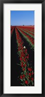 Field of red tulip flowers Fine Art Print