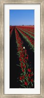 Field of red tulip flowers Fine Art Print