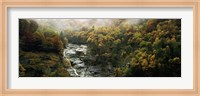 High angle view of trees in a forest, Simplon Pass, Switzerland Fine Art Print