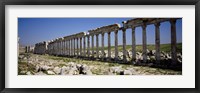 Row of Columns, Cardo Maximus, Apamea, Syria Fine Art Print