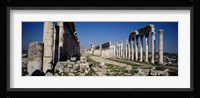 Old ruins on a landscape, Cardo Maximus, Apamea, Syria Fine Art Print