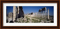 Old ruins on a landscape, Cardo Maximus, Apamea, Syria Fine Art Print