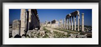 Old ruins on a landscape, Cardo Maximus, Apamea, Syria Fine Art Print