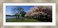 Group of people in a garden, Cherry Blossom, Washington DC, USA Fine Art Print