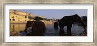 Three elephants in the river, Amber Fort, Jaipur, Rajasthan, India Fine Art Print
