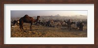 Camels in a fair, Pushkar Camel Fair, Pushkar, Rajasthan, India Fine Art Print