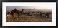 Camels in a fair, Pushkar Camel Fair, Pushkar, Rajasthan, India Fine Art Print