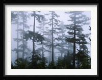 Silhouette of trees with fog, Douglas Fir, Hemlock Tree, Olympic Mountains, Olympic National Park, Washington State, USA Fine Art Print