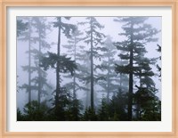 Silhouette of trees with fog, Douglas Fir, Hemlock Tree, Olympic Mountains, Olympic National Park, Washington State, USA Fine Art Print