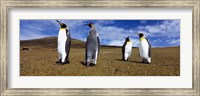 Four King penguins standing on a landscape, Falkland Islands (Aptenodytes patagonicus) Fine Art Print