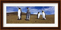 Four King penguins standing on a landscape, Falkland Islands (Aptenodytes patagonicus) Fine Art Print