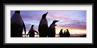 Silhouette of a group of Gentoo penguins, Falkland Islands (Pygoscelis papua) Fine Art Print