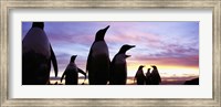 Silhouette of a group of Gentoo penguins, Falkland Islands (Pygoscelis papua) Fine Art Print