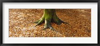 Low section view of a tree trunk, Berlin, Germany Fine Art Print