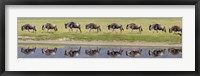 Herd of wildebeests walking in a row along a river, Ngorongoro Crater, Ngorongoro Conservation Area, Tanzania Fine Art Print