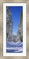 Trees on both sides of a snow covered road, Crane Flat, Yosemite National Park, California (vertical) Fine Art Print