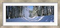 Trees on both sides of a snow covered road, Crane Flat, Yosemite National Park, California (horizontal) Fine Art Print