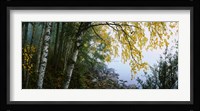 Birch trees in a forest, Puumala, Finland Fine Art Print