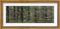 Trees in a forest, Spruce Forest, Joutseno, Finland Fine Art Print
