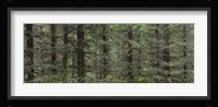 Trees in a forest, Spruce Forest, Joutseno, Finland Fine Art Print