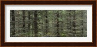 Trees in a forest, Spruce Forest, Joutseno, Finland Fine Art Print
