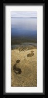 High angle view of wet footprints on a rock, Lake Pielinen, Lieksa, Finland Fine Art Print