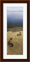 High angle view of wet footprints on a rock, Lake Pielinen, Lieksa, Finland Fine Art Print