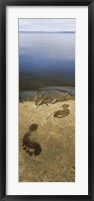 High angle view of wet footprints on a rock, Lake Pielinen, Lieksa, Finland Fine Art Print