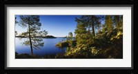 Trees at the lakeside, Lake Saimaa, Puumala, Finland Fine Art Print