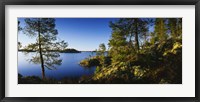 Trees at the lakeside, Lake Saimaa, Puumala, Finland Fine Art Print